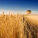 An Image Of A Wheat Field During Harvest Season Put On By Secure Money Advisors In Pittsburgh